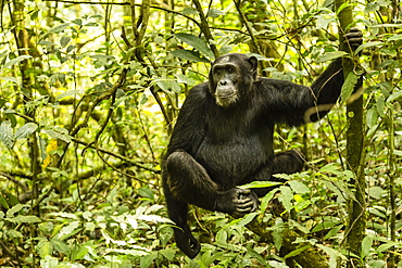 Common himpanzee (Pan Troglodytes) in forest, sitting on tree, Kibale National Park, Uganda, Africa