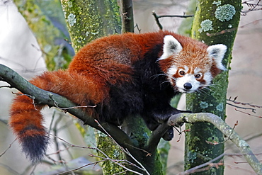 Red pandabear (Ailurus fulgens), captive, Germany, Europe