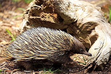 Short-beaked echidna (Tachyglossus aculeatus), adult, Mount Lofty, South Australia, Australia, Oceania