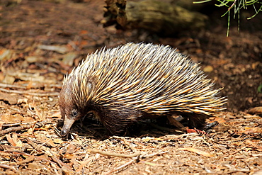 Short-beaked echidna (Tachyglossus aculeatus), adult, foraging, Mount Lofty, South Australia, Australia, Oceania