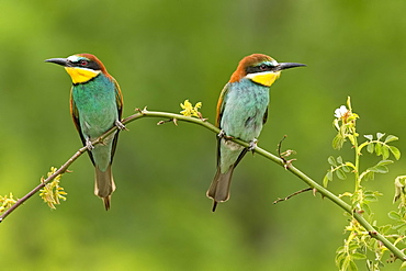 Bee-eater (Merops apiaster), couple sits on branch, Saxony-Anhalt, Germany, Europe