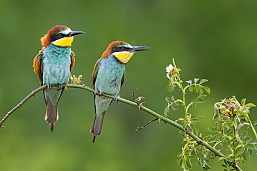 Bee-eater (Merops apiaster), couple sits on branch, Saxony-Anhalt, Germany, Europe