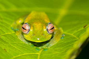 Mantellid frog (Boophis elenae) on green leaf, rainforest, Ranomafana National Park, Central Highlands, Madagascar, Africa