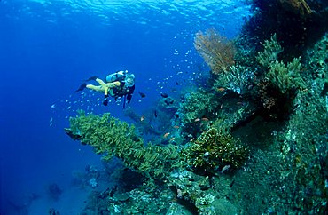 Underwater landscape in Tulamben, Bali, Indonesia, South East Asia