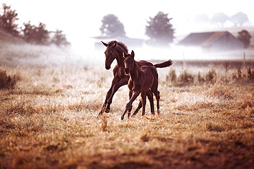 Two small brown foals gallop in the morning fog on the pasture, Germany, Europe