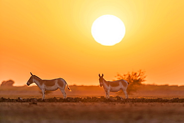 Onager or Asiatic wild ass (Equus hemionus), endangered species, in the evening sun, Little Rann of Kutch, Gujarat, India, Asia