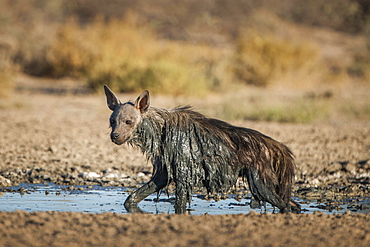 Brown hyena (Hyaena brunnea) at waterhole after mud bath, Kgalagadi Transfrontier Park, Northern Cape, South Africa, Africa