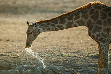 Giraffe (Giraffa camelopardalis) drinking, Kgalagadi-Transfrontier-Nationalpark, Northern Cape Province, South Africa, Africa