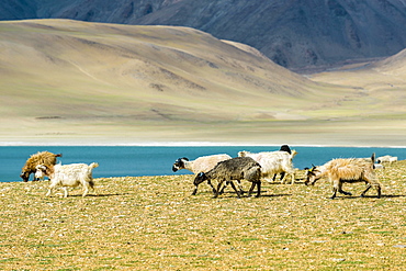 Barren landscape with a flock of Pashmina Goats (Capra aegagrus hircus) and the turquoise water of lake Tso Moriri, Changtang area, Korzok, Jammu and Kashmir, India, Asia