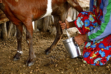 Woman milking a goat (Capra hircus aegagrus), Caladinho, Uaua, Bahia, Brazil, South America