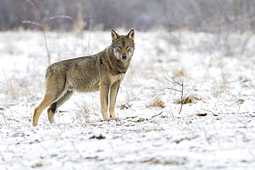 Eurasian Wolf (Canis lupus lupus) attentive on a clearing in winter, Forest Carpathians, facing camera, Forest Carpathians, Poland, Europe