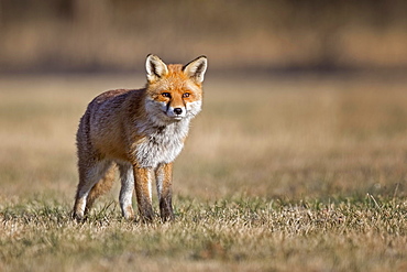 Red fox (Vulpes vulpes) with winter fur, Biosphere Reserve Mittelelbe, Saxony-Anhalt, Germany, Europe