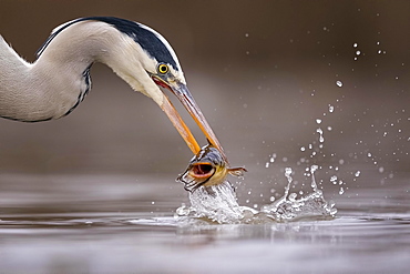 Grey heron (Ardea cinerea), animal portrait, with pygmy catfish as prey, fishing, Kiskunsag National Park, Hungary, Europe