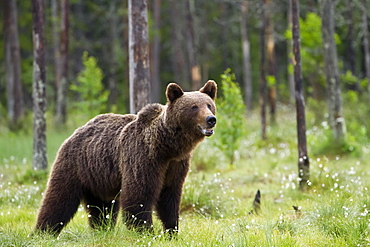 Brown bear (Ursus arctos) in Finnish taiga, Kainuu, North Karelia, Finland, Europe