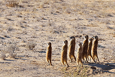 Group of Meerkats (Suricata suricatta), standing, attentive, Kgalagadi Transfrontier Park, Northern Cape, South Africa, Africa