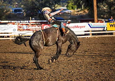 Bareback bronc competition, Philomath Rodeo, Philomath, Oregon, USA, North America