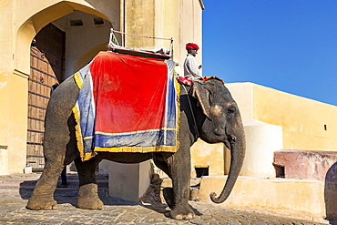 Elephant for carrying tourists up to Amber Fort, near Jaipur, Rajasthan, India, Asia