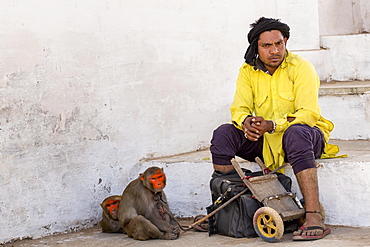 A man with his painted rhesus macaque (Macaca mulatta) monkeys waiting, Pushkar, Rajasthan, India, Asia