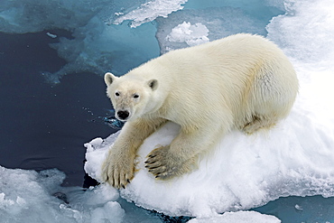 Polar bear (Ursus maritimus) sitting on pack ice, Spitsbergen, Norway, Europe