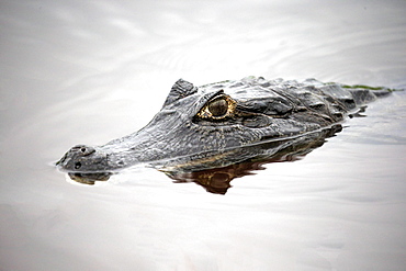 Yacare caiman (Caiman Yacare), adult, in water, portrait, Pantanal, Mato Grosso, Brazil, South America