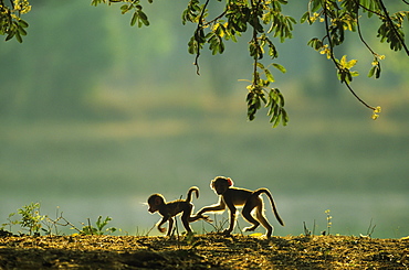 Yellow Baboon (Papio cynocephalus), two playful young in the early morning, South Luangwa National Park, Zambia, Africa