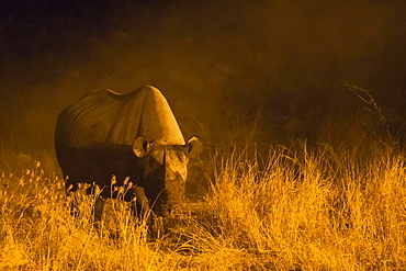 Black rhinoceros or hook-lipped rhinoceros (Diceros bicornis) cow near floodlit waterhole of Okaukuejo Camp during night, Etosha National Park, Namibia, Africa