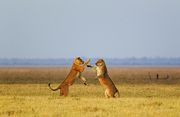 Lions (Panthera leo), two lionesses, playing at dawn, Savuti, Chobe National Park, Botswana, Africa