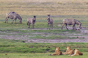 Three lions (Panthera leo) and a group of Burchell's Zebra (Equus quagga burchelli), Chobe National Park, Botswana, Africa