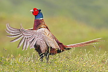 Pheasant (Phasianus colchicus) courtship, territory, male, Texel, The Netherlands, Europe