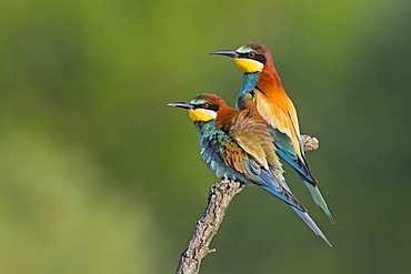 Bee-eater (Merops apiaster), pair, mating, Saxony-Anhalt, Germany, Europe