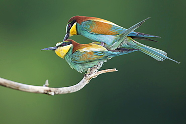 Bee-eater (Merops apiaster), pair, mating, Saxony-Anhalt, Germany, Europe