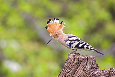 Hoopoe (Upupa epops) with raised crest, Tuscany, Italy, Europe