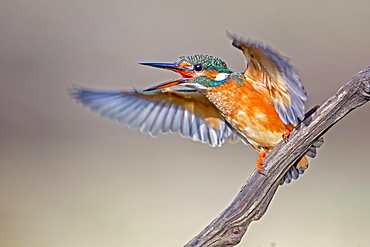 Eurasian kingfisher (Alcedo atthis) flapping wings excitedly, female, Middle Elbe Biosphere Reserve, Saxony-Anhalt, Germany, Europe