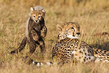 Cheetahs (Acinonyx jubatus), six-week-old cheetah cub playing with his mother, Maasai Mara National Reserve, Narok County, Kenya, Africa