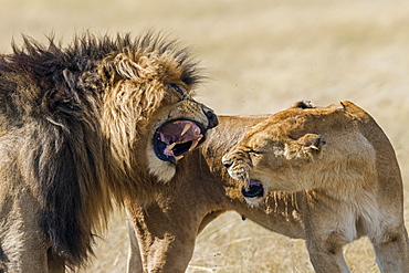 Lions (Panthera leo), foreplay during mating, Masai Mara, Narok County, Kenya, Africa