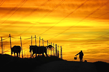 Man and dog next to paddock, evening light, silhouette, Singscheider Hohe, Essen-Kupferdreh, North Rhine-Westphalia, Germany, Europe