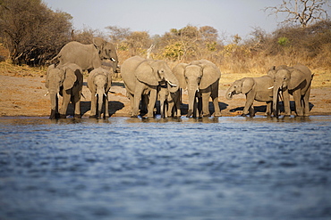 African elephants (Loxodonta africana) drinking at the Okavango river, Caprivi, Namibia, Africa