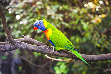 Swainson's Lorikeet (Trichoglossus haematodus moluccanus) sits on branch, also Allfarblori, Wedge-tailed Lory, Blue-cheeked Lory, Broad-banded Lory, Rainbow-Lori, captive, occurrence Australia