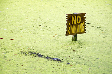 Alligator in a lagoon, next to a no swimming sign, Homosassa Springs Wildlife State Park, Homosassa Springs, Florida, USA, North America