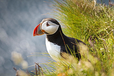 Atlantic puffin (Fratercula arctica), L�trabjarg, Westfjords, Iceland, Europe