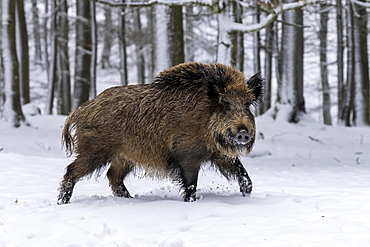 Wild boar (Sus scrofa) runs in the snow, Vulkaneifel, Rhineland-Palatinate, Germany, Europe