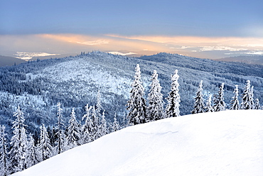 Morning atmosphere, snow-covered spruces on the mountain Lusen in winter, Bavarian Forest National Park, Bavaria, Germany, Europe