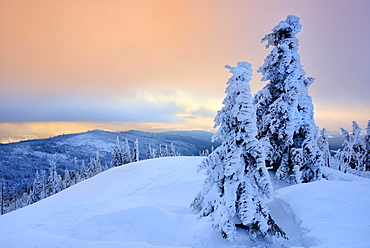 Morning atmosphere, snow-covered spruces on the mountain Lusen in winter, Bavarian Forest National Park, Bavaria, Germany, Europe