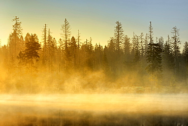 Sunrise at the Oder pond with morning mist, natural forest, spruces partly dead due to bark beetle infestation, Harz National Park, Lower Saxony, Germany, Europe