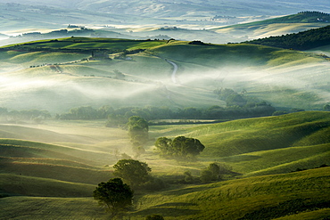 Typical green Tuscan landscape in Val d'Orcia, fields, trees and morning fog at sunrise, San Quirico d'Orcia, Tuscany, Italy, Europe