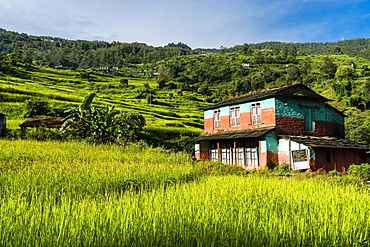 Farmhouse in agricultural landscape with green terrace rice fields, Chitre, Upper Kali Gandaki valley, Myagdi District, Nepal, Asia