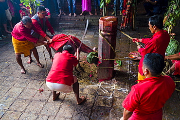 Priest with big sword sacrificing water buffalo, Hindu festival Dashain, Gorakhnath temple, Gorkha, Gorkha District, Nepal, Asia