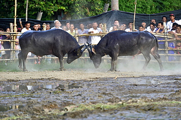 Two water buffalos (Bubalus arnee) at bullfight, Lamai, Koh Samui, Thailand, Asia