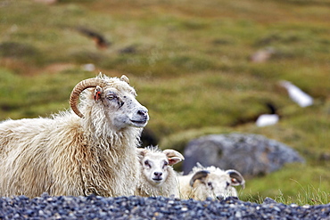 Icelandic sheep (Ovis), Valpjofsstaðir, Iceland, Europe