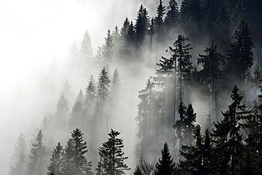 Coniferous forest in the fog, Canton Lucerne, Switzerland, Europe